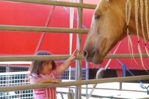 les-animaux-rois les-animaux-rois